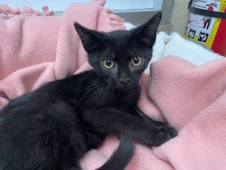 Click for full size picture - Jackson