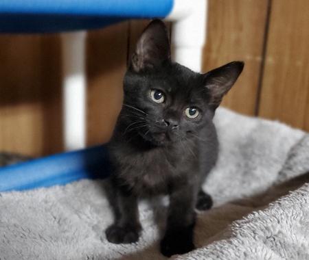 Kitten 22336 (Dawyne) Kitten 22336 (Dawyne)