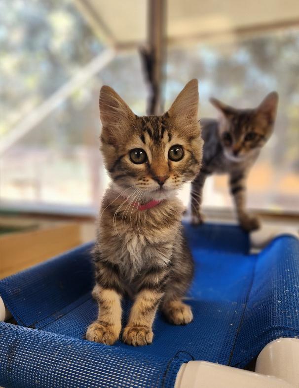 Kitten 27236 (Virgo)
