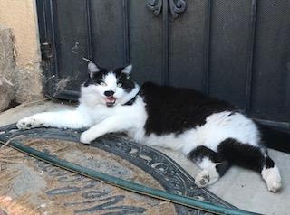 Mustachio