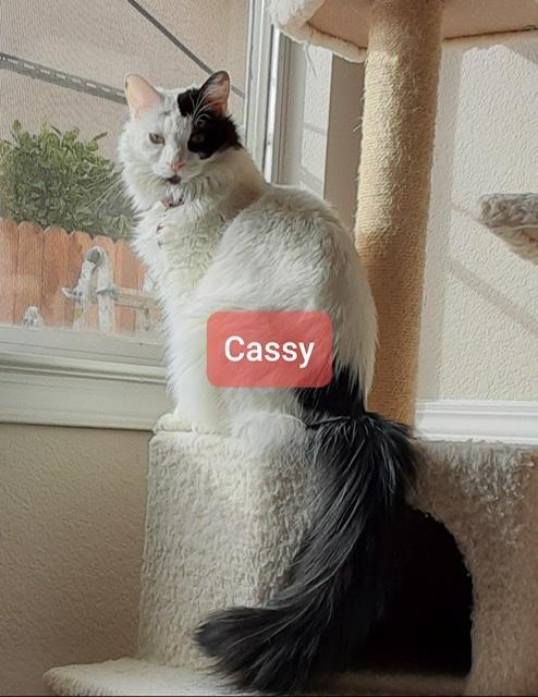 Cassy Cassy