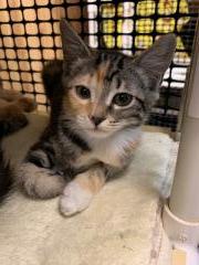 Kitten 18437 Kitten 18437