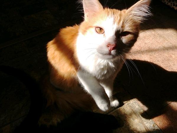 Cat 17038 Cat 17038