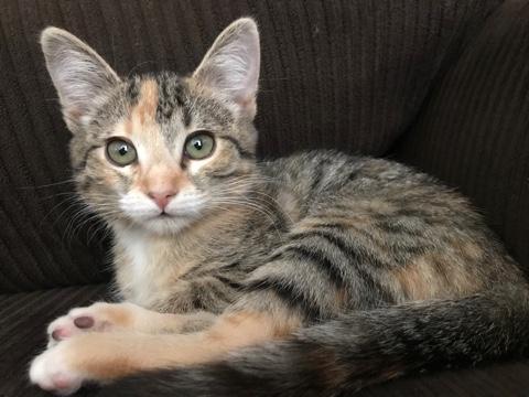 Rosie Rosie