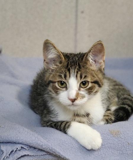 Kitten 22338 Kitten 22338
