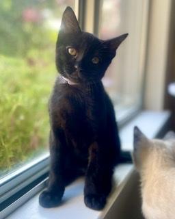 Panther Panther