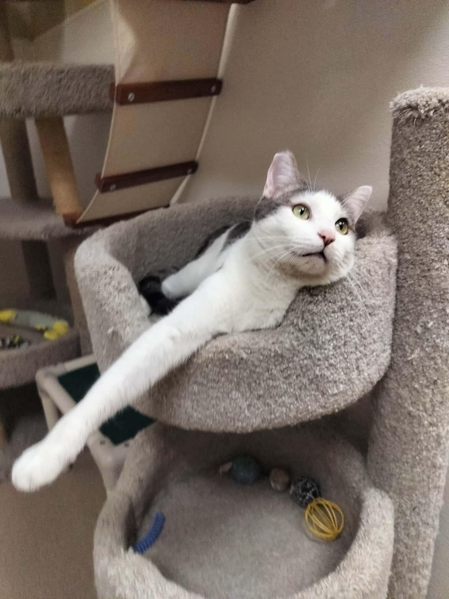 Click for full size picture - Patches