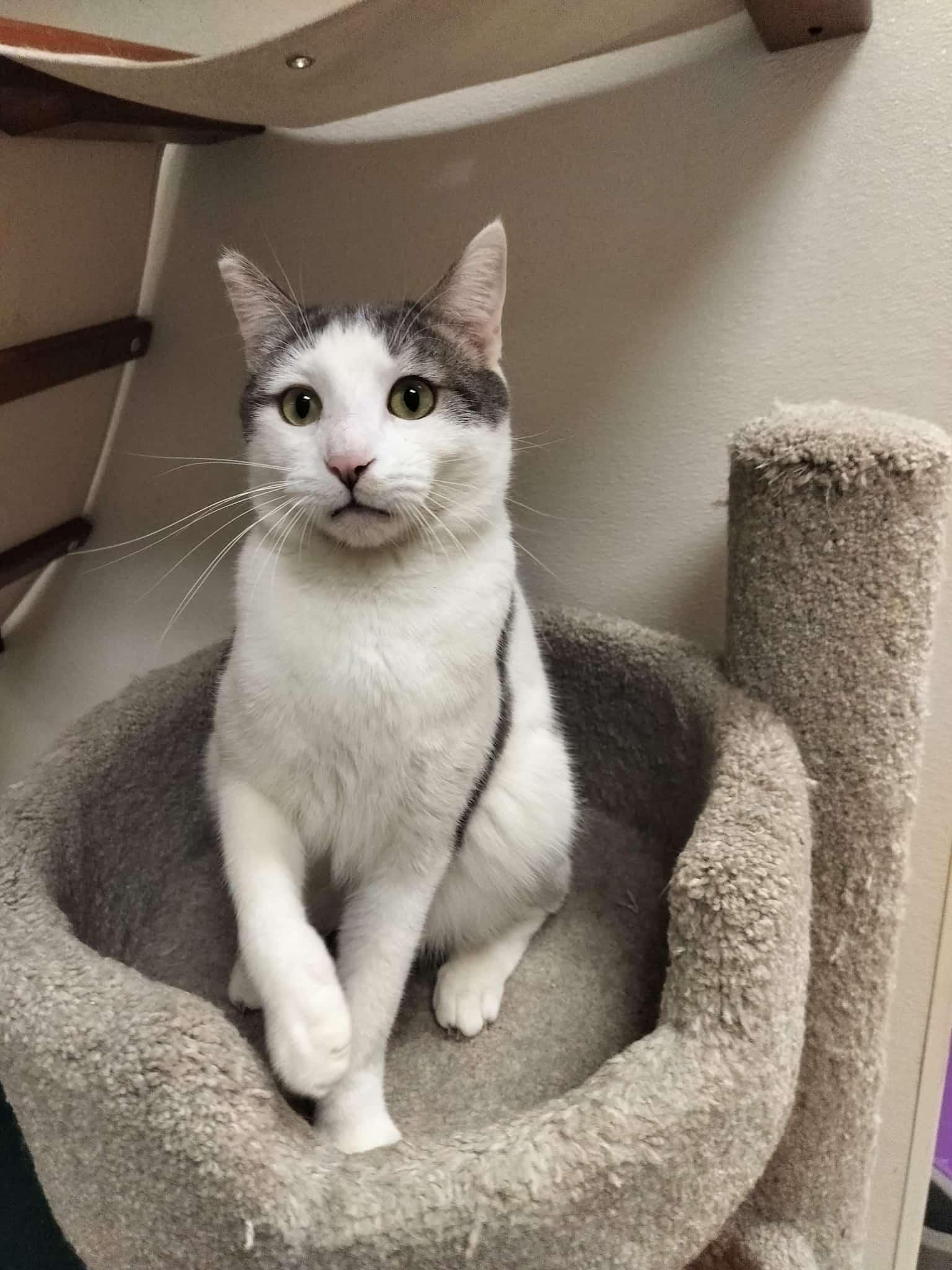 Click for full size picture - Patches