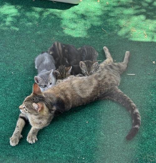 Click for full size picture - Mamas