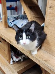 Cat 27538 (Benjamin)