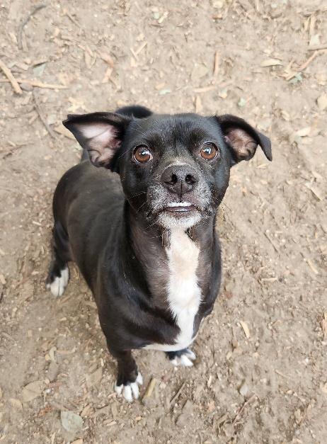 Little Black Dog
