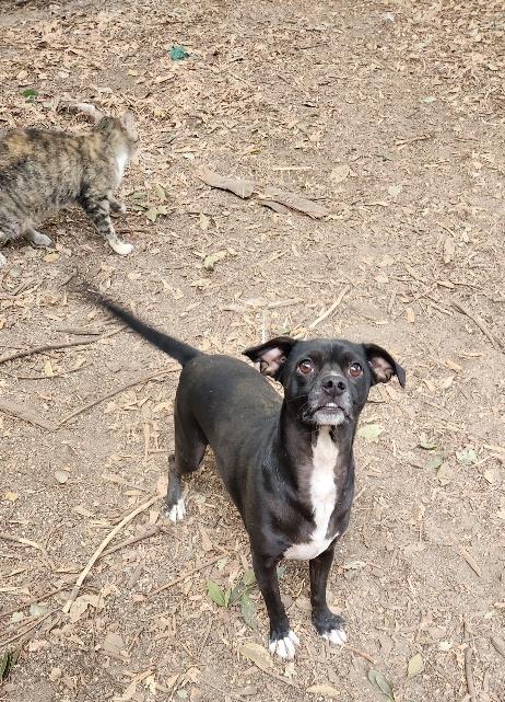 Click for full size picture - Little Black Dog