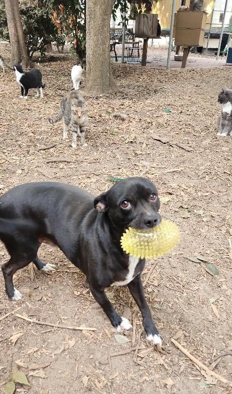 Click for full size picture - Little Black Dog