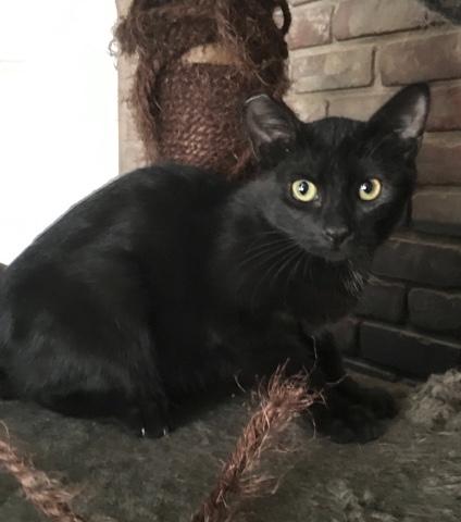 Panther Panther