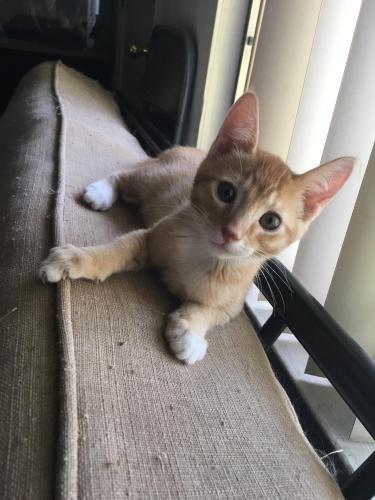 Scooter Scooter