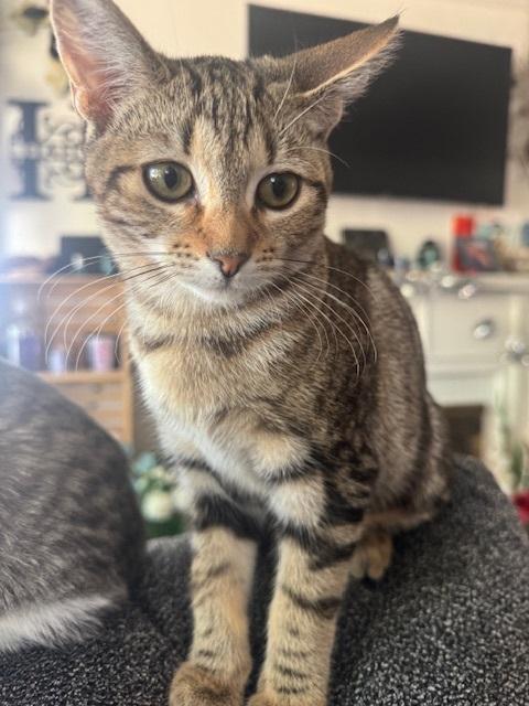 Calypso