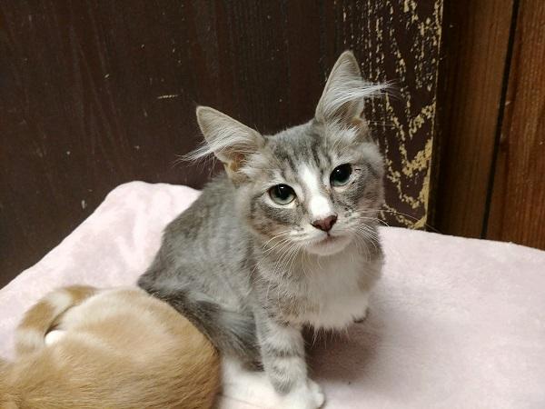 Kitten 17140 Kitten 17140