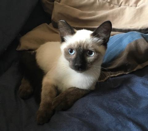Sebastian Sebastian