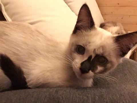 Sandy Siamese Sandy Siamese