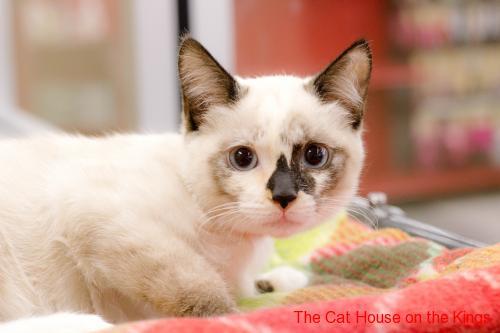 Sandy Siamese Sandy Siamese