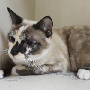 Sandy Siamese Sandy Siamese