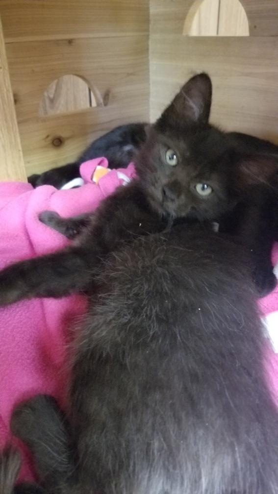Kitten 18140 Kitten 18140