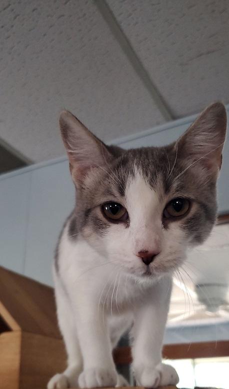 Cat 23540 (Panini) Cat 23540 (Panini)