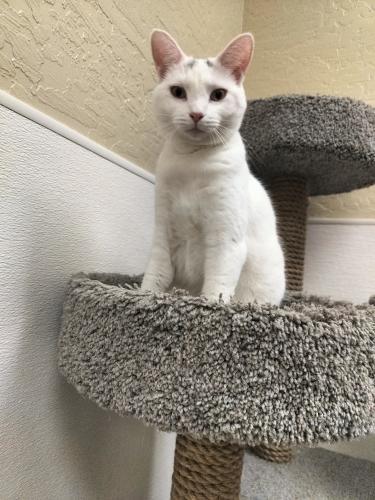 Cleo Cleo