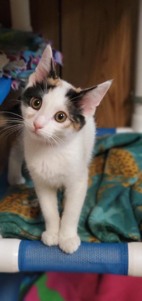Kitten 20141 Kitten 20141