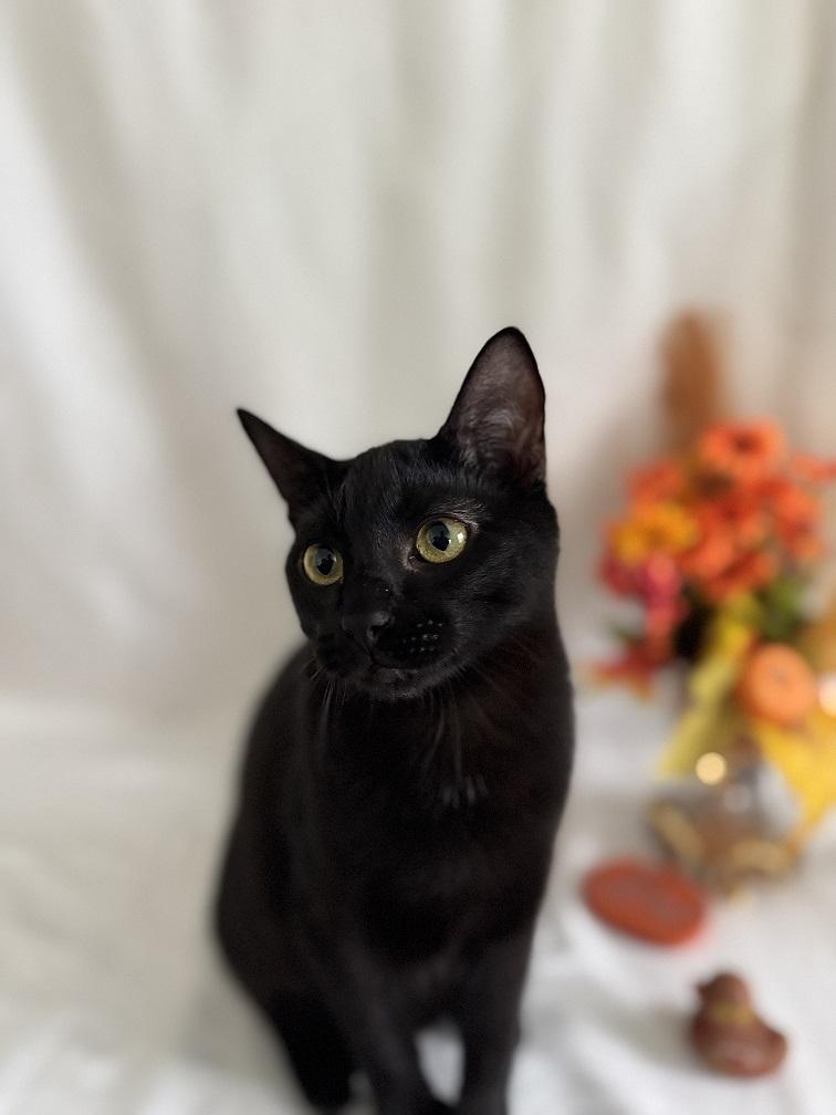 Click for full size picture - Night Fury