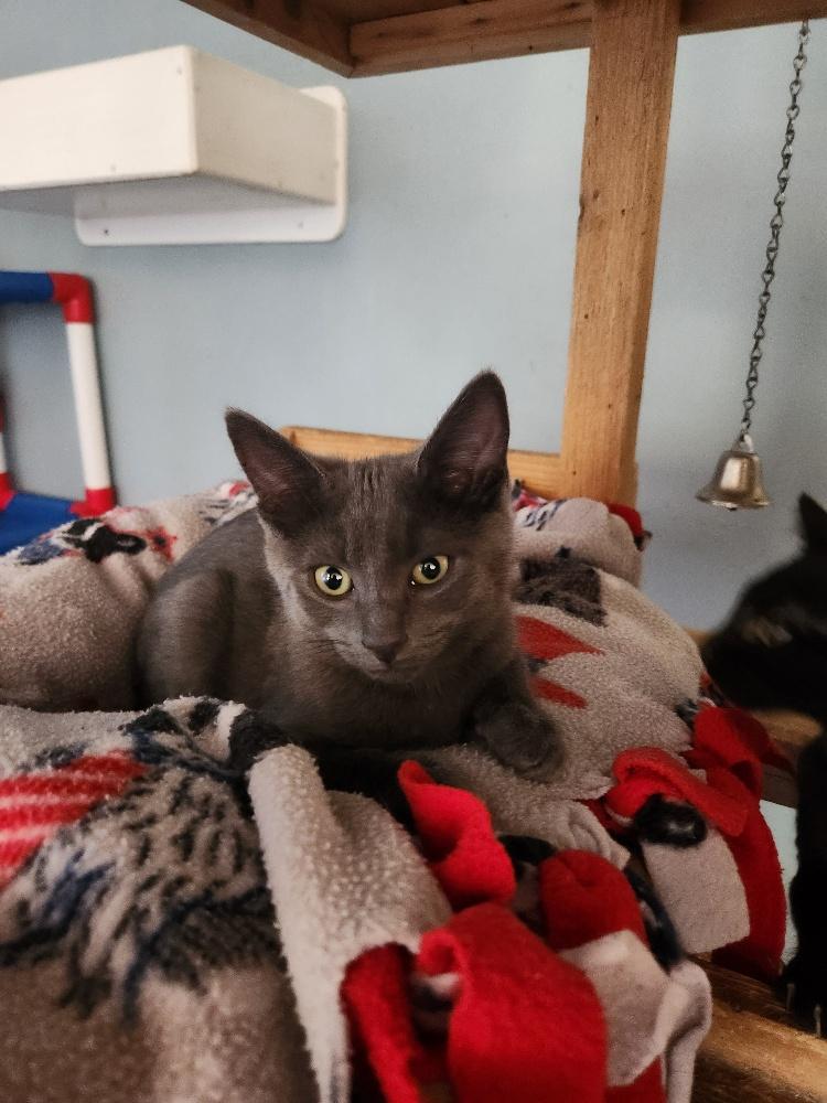 Kitten 27341 (Blue Berry) Kitten 27341 (Blue Berry)