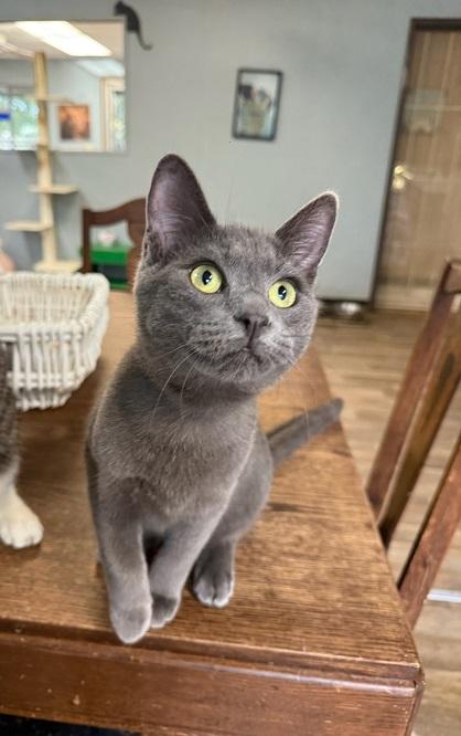 Kitten 27341 (Blue Berry)