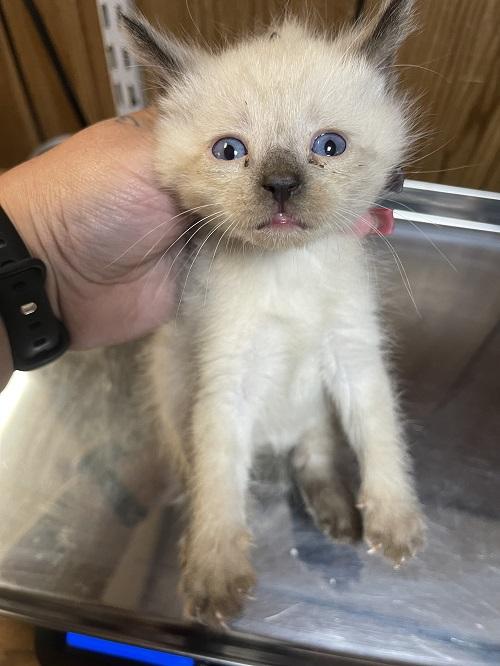 Click for full size picture - Kitten 27441 (Lighting)