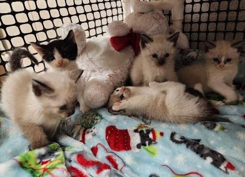 Click for full size picture - Kitten 27441 (Lighting)