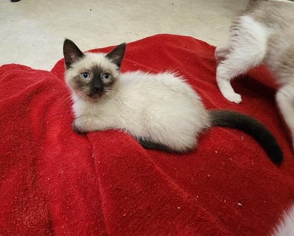 Kitten 27441 (Lighting)