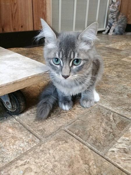 Kitten 17142 Kitten 17142