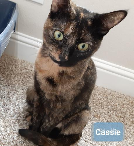 Cassie Cassie