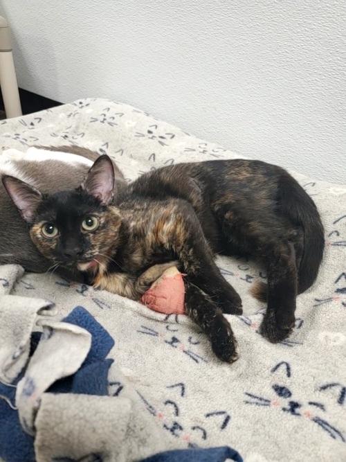 Kitten 22942 (Sage) Kitten 22942 (Sage)