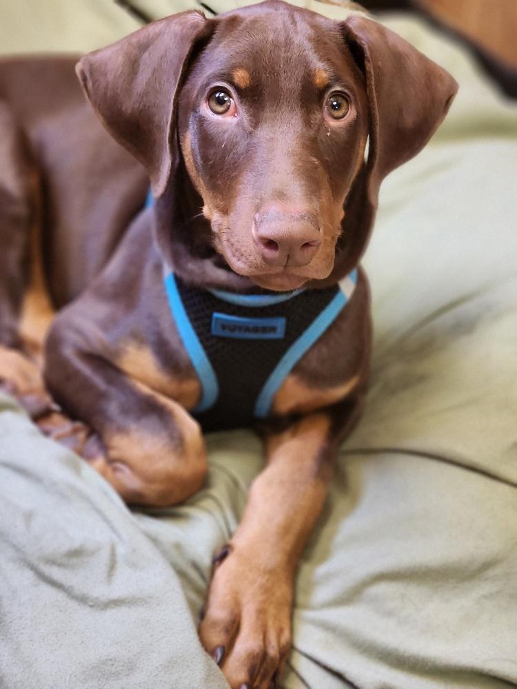 Rambo Rambo