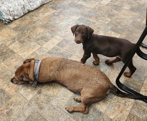 Click for full size picture - Rambo