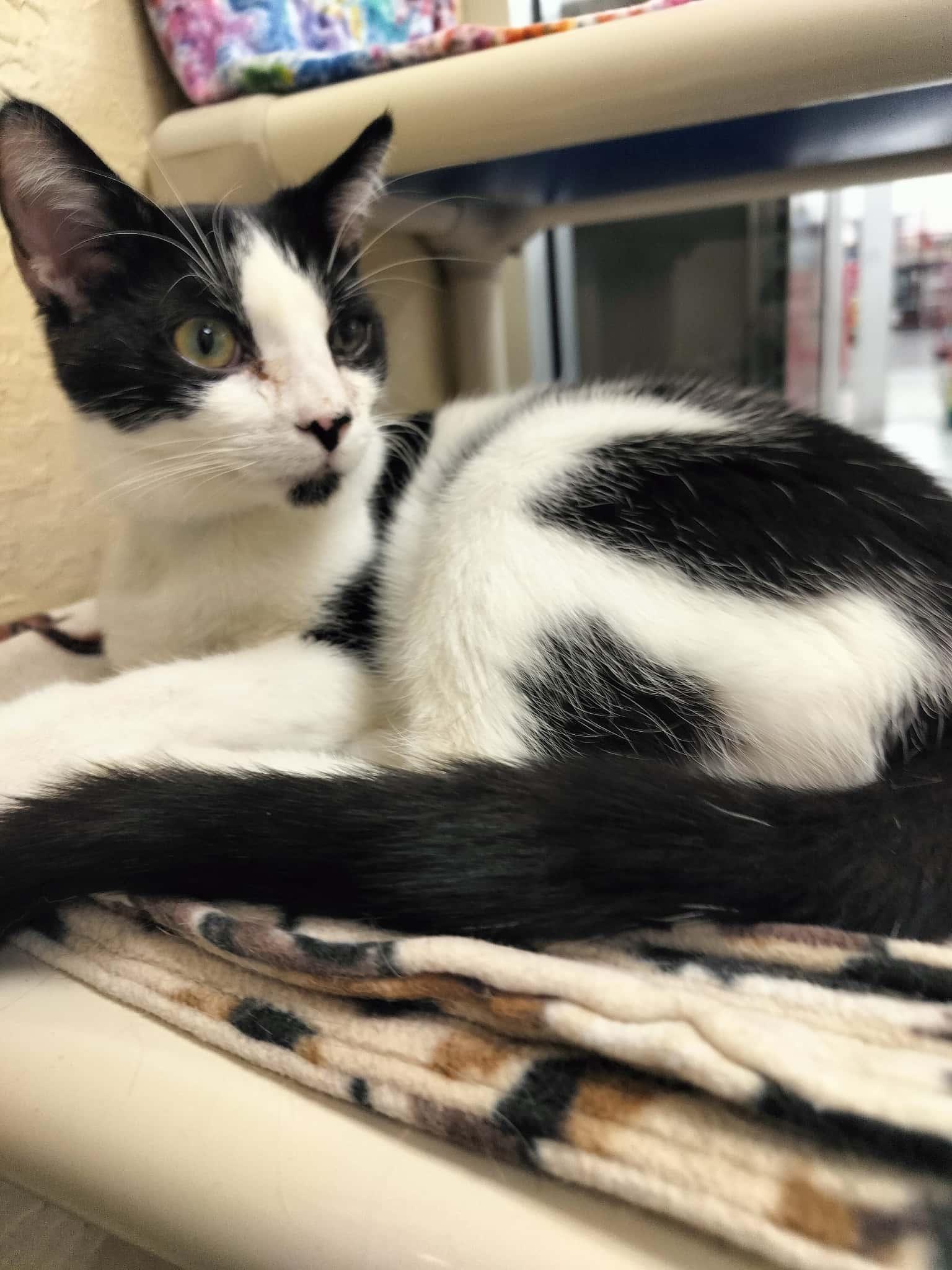 Click for full size picture - Napoleon