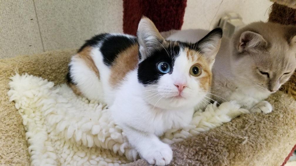 Kitten 17843 Kitten 17843