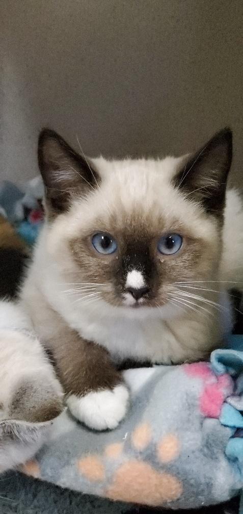 Kitten 20743 (Rex) Kitten 20743 (Rex)