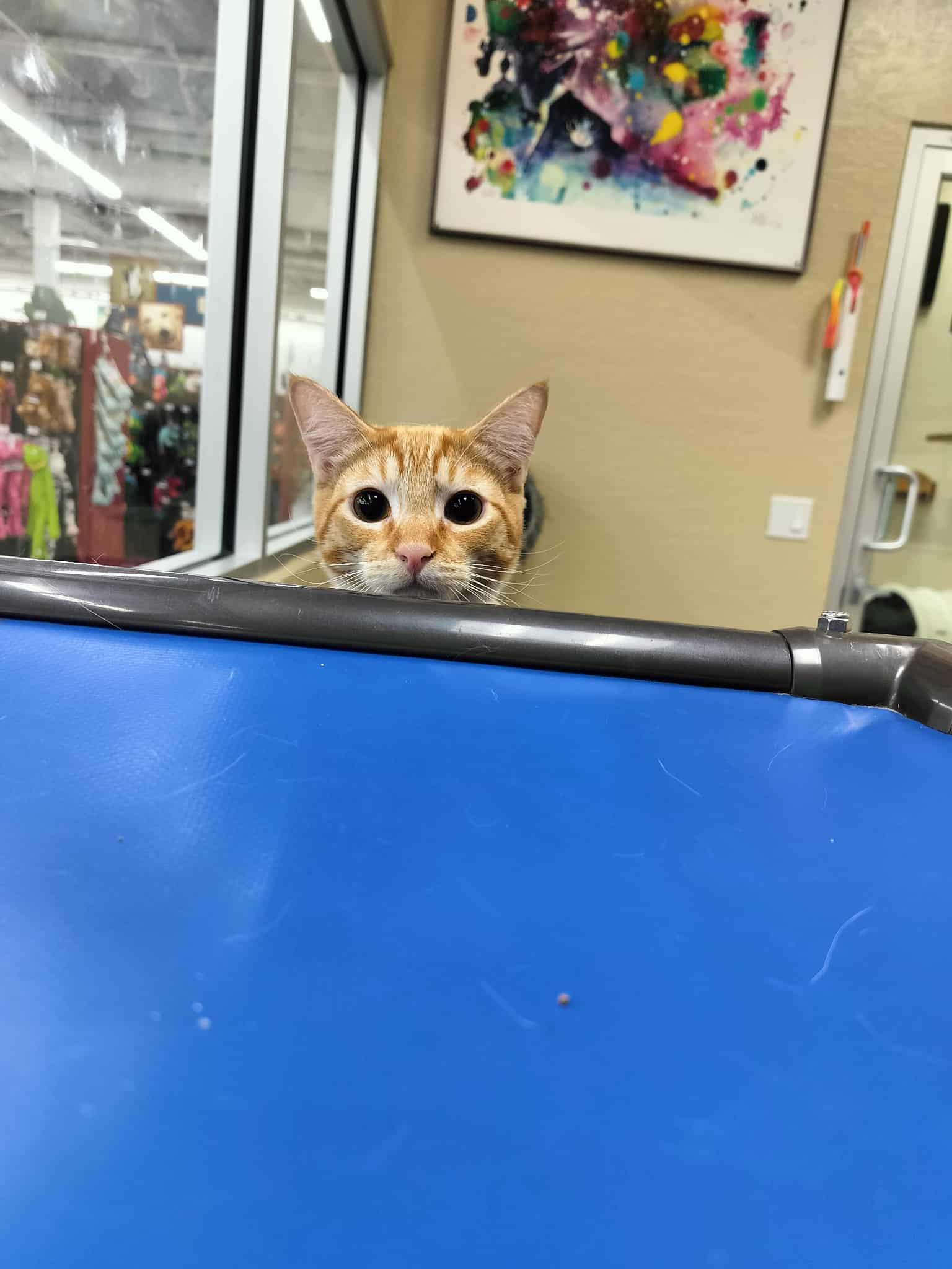 Click for full size picture - Jagger