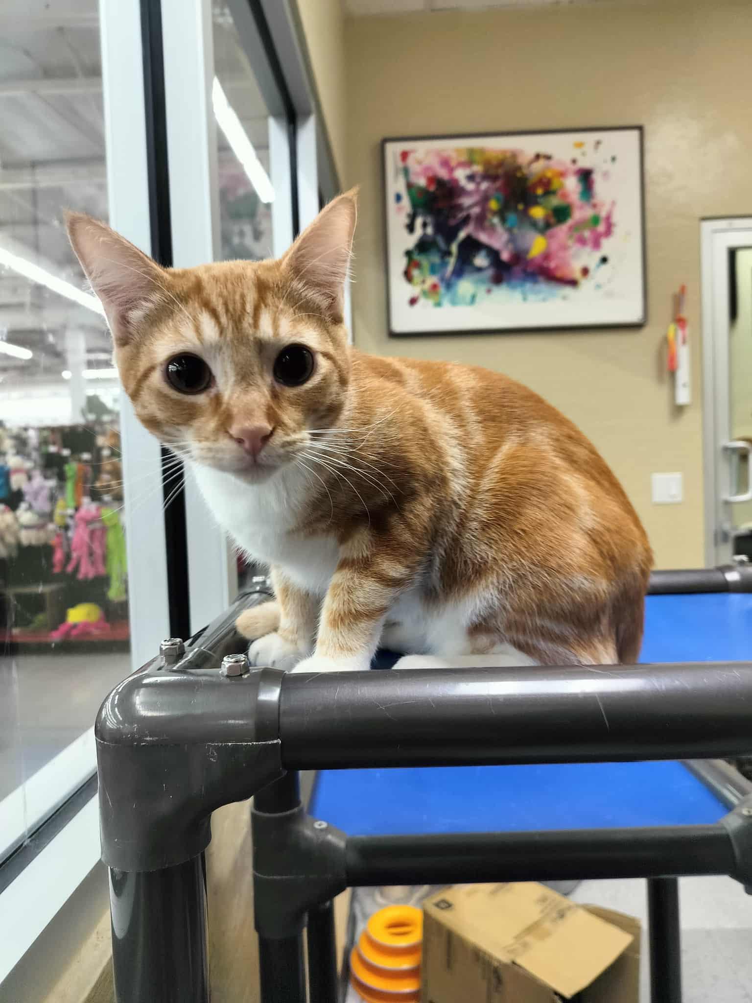 Click for full size picture - Jagger