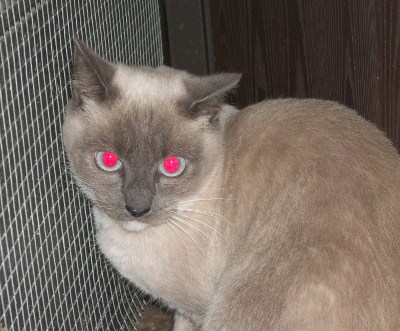 Nutmeg (Mom Cat 4244)