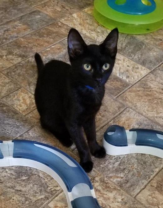 Kitten 16944 Kitten 16944