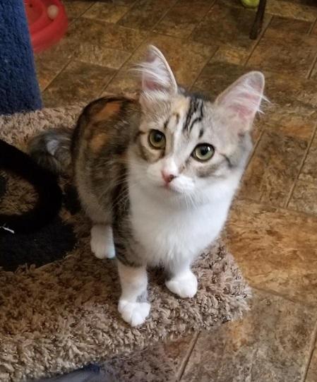 Kitten 17344 Kitten 17344