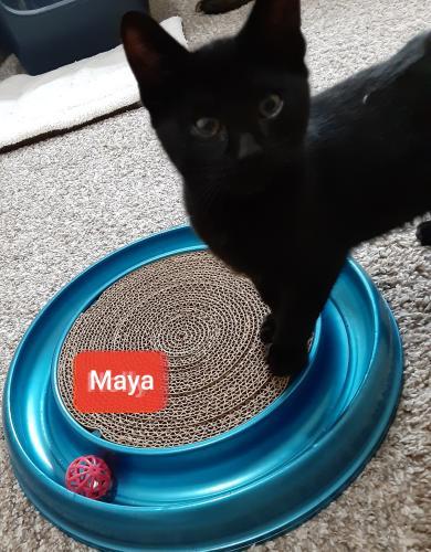 Maya Maya