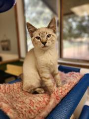 Kitten 27344 (Sizzler)